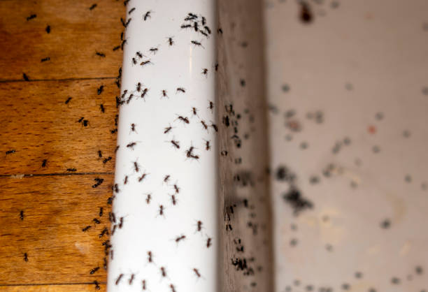 Best Exterminator Services  in Unalaska, AK