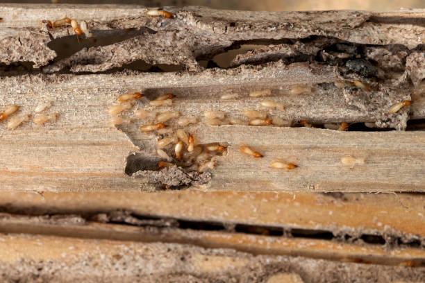 Best Pest Prevention Services  in Unalaska, AK